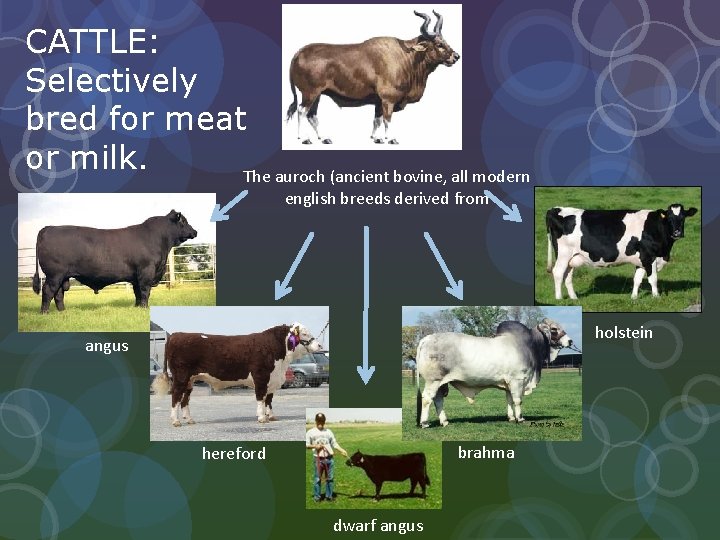 CATTLE: Selectively bred for meat or milk. The auroch (ancient bovine, all modern english