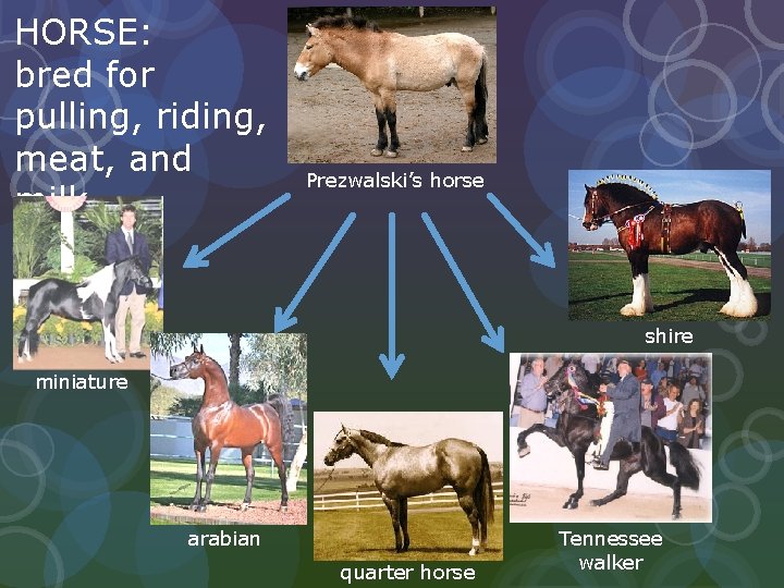 HORSE: bred for pulling, riding, meat, and milk Prezwalski’s horse shire miniature arabian quarter