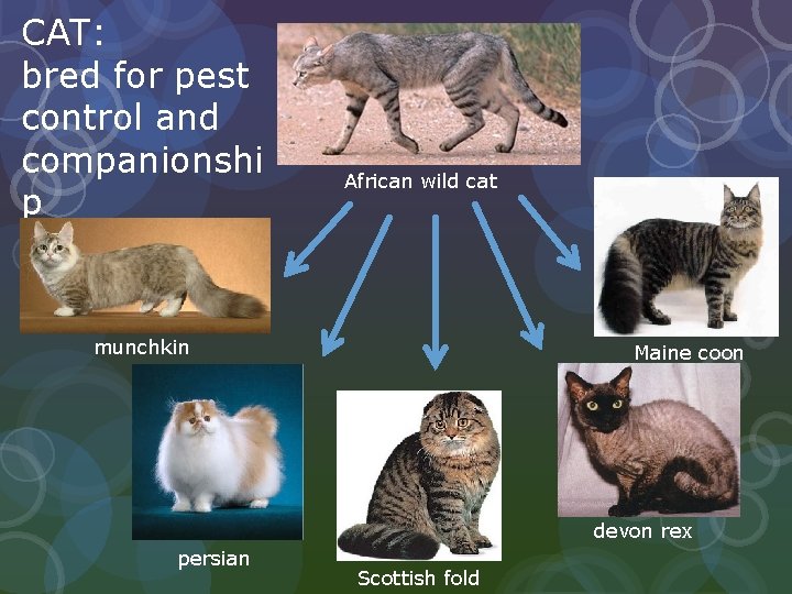 CAT: bred for pest control and companionshi p African wild cat munchkin Maine coon