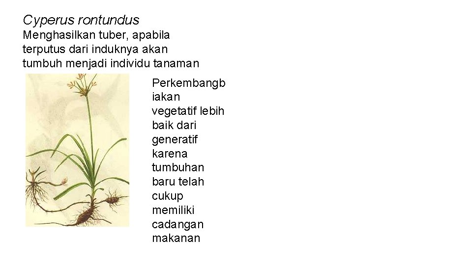 Cyperus rontundus Menghasilkan tuber, apabila terputus dari induknya akan tumbuh menjadi individu tanaman Perkembangb