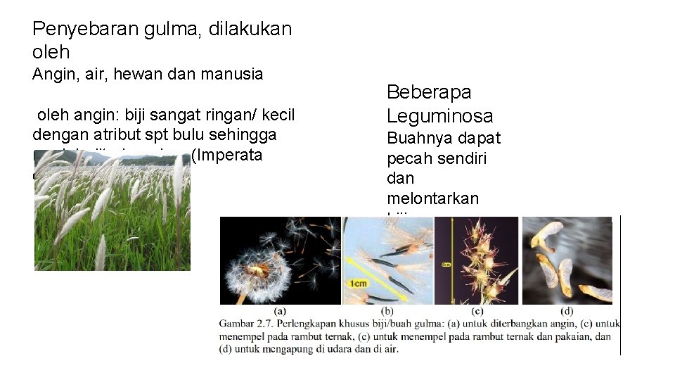 Penyebaran gulma, dilakukan oleh Angin, air, hewan dan manusia oleh angin: biji sangat ringan/