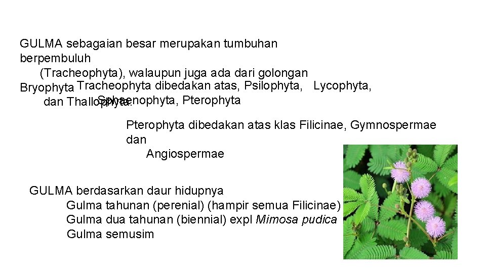 GULMA sebagaian besar merupakan tumbuhan berpembuluh (Tracheophyta), walaupun juga ada dari golongan Bryophyta Tracheophyta