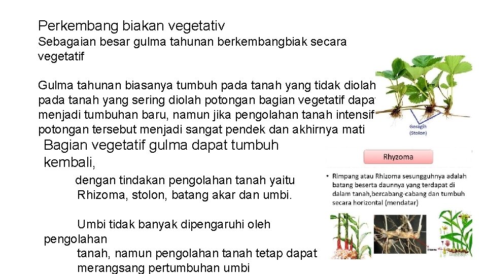 Perkembang biakan vegetativ Sebagaian besar gulma tahunan berkembangbiak secara vegetatif Gulma tahunan biasanya tumbuh