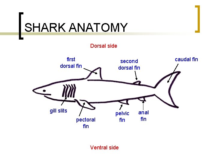 SHARK ANATOMY Dorsal side first dorsal fin second dorsal fin gill slits pectoral fin