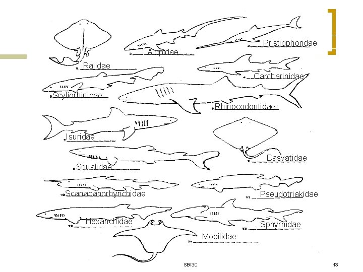 Pristiophoridae Alopidae Rajidae Carcharinidae Scyliorhinidae Rhinocodontidae Isuridae Dasvatidae Squalidae Scanapanorhynchidae Pseudotriakidae Hexanchidae Sphyrnidae Mobilidae