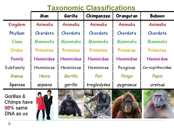 Taxonomic Classifications Man Gorilla Chimpanzee Orangutan Baboon Kingdom Animalia Animalia Phyllum Chordata Chordata Class
