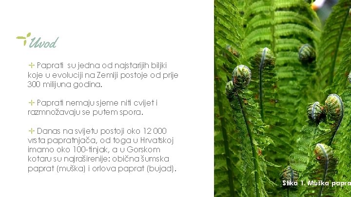 Uvod ✢ Paprati su jedna od najstarijih biljki koje u evoluciji na Zemlji postoje