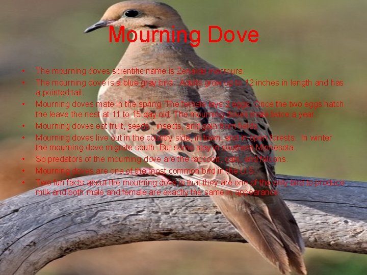 Mourning Dove • • The mourning doves scientific name is Zenaida macroura. The mourning