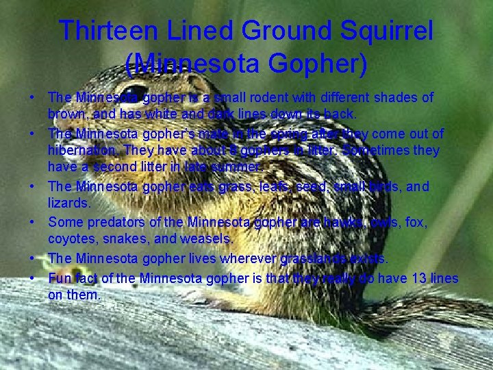 Thirteen Lined Ground Squirrel (Minnesota Gopher) • The Minnesota gopher is a small rodent
