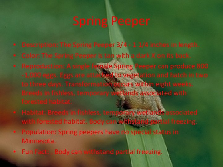 Spring Peeper • Description: The Spring Peeper 3/4 - 1 1/4 inches in length.