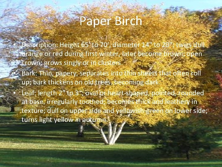 Paper Birch • Description: Height 65' to 70', diameter 14" to 20"; twigs dull