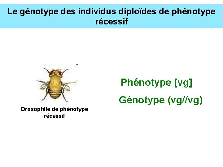 Le génotype des individus diploïdes de phénotype récessif Phénotype [vg] Génotype (vg//vg) Drosophile de