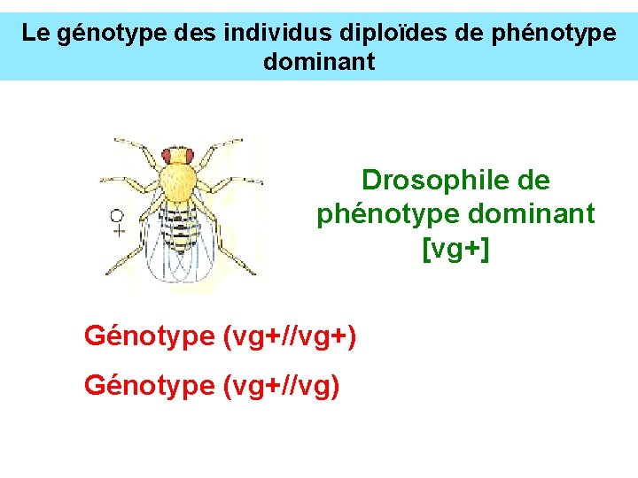 Le génotype des individus diploïdes de phénotype dominant Drosophile de phénotype dominant [vg+] Génotype