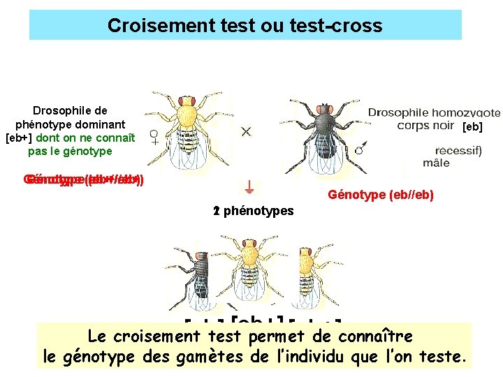 Croisement test ou test-cross Drosophile de phénotype dominant [eb+] dont on ne connaît pas