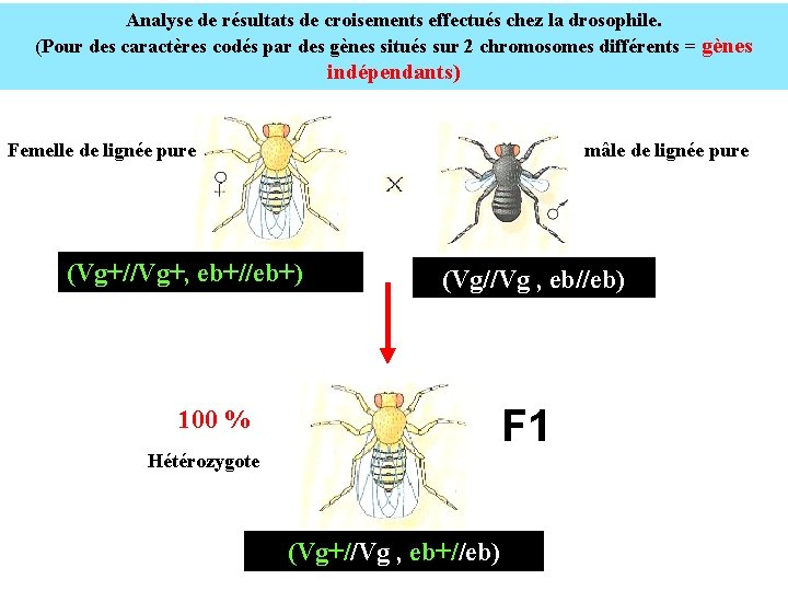 Analyse de résultats de croisements effectués chez la drosophile. (Pour des caractères codés par