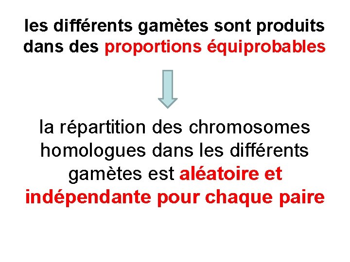 les différents gamètes sont produits dans des proportions équiprobables la répartition des chromosomes homologues