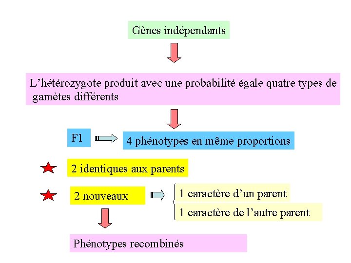 Gènes indépendants L’hétérozygote produit avec une probabilité égale quatre types de gamètes différents F