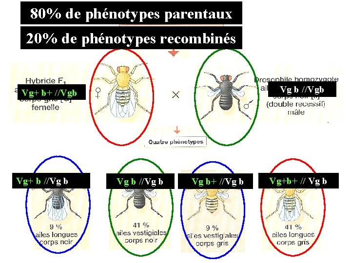 80% de phénotypes parentaux 20% de phénotypes recombinés Vg b //Vgb Vg+ b+ //Vgb