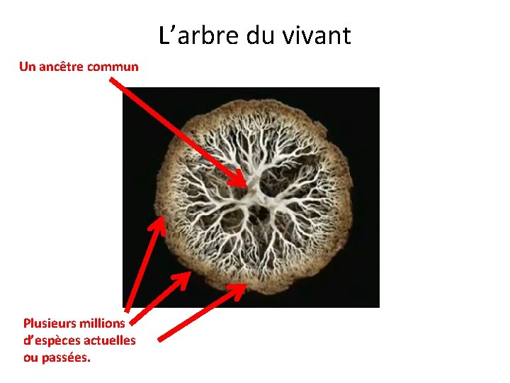 L’arbre du vivant Un ancêtre commun Plusieurs millions d’espèces actuelles ou passées. 