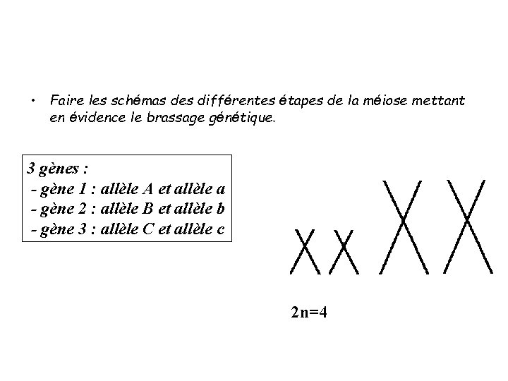  • Faire les schémas des différentes étapes de la méiose mettant en évidence