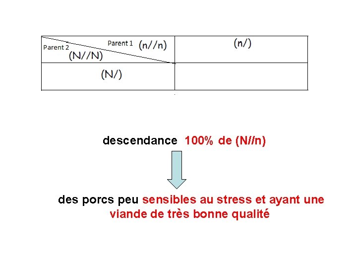 descendance 100% de (N//n) des porcs peu sensibles au stress et ayant une viande