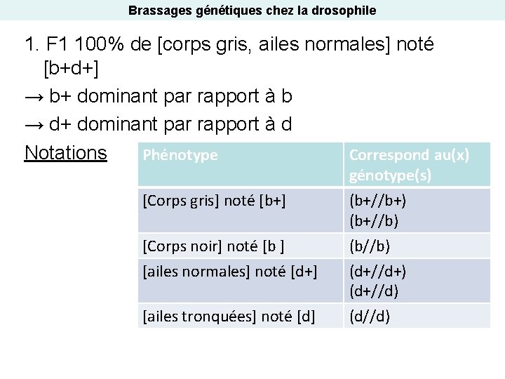 Brassages génétiques chez la drosophile 1. F 1 100% de [corps gris, ailes normales]