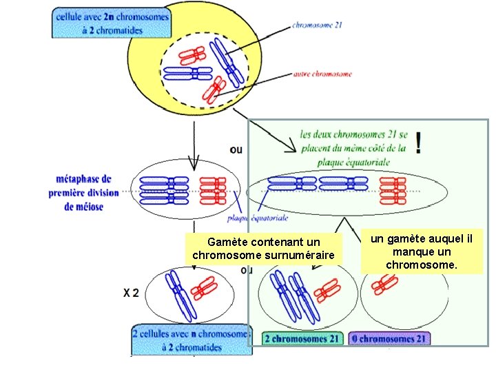 Gamète contenant un chromosome surnuméraire un gamète auquel il manque un chromosome. 