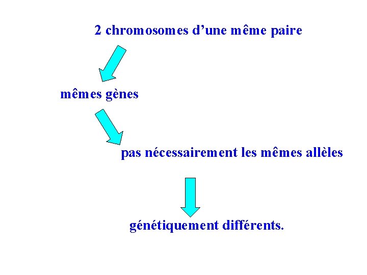 2 chromosomes d’une même paire mêmes gènes pas nécessairement les mêmes allèles génétiquement différents.