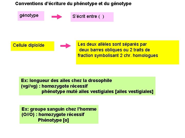Conventions d’écriture du phénotype et du génotype Cellule diploïde S’écrit entre ( ) Les