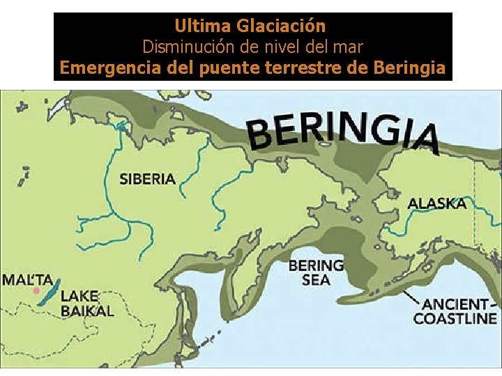 Ultima Glaciación Disminución de nivel del mar Emergencia del puente terrestre de Beringia 