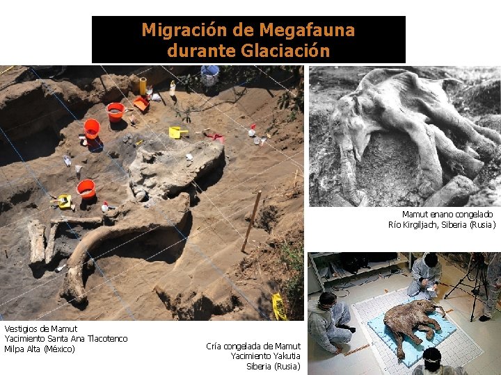 Migración de Megafauna durante Glaciación Mamut enano congelado Río Kirgiljach, Siberia (Rusia) Vestigios de