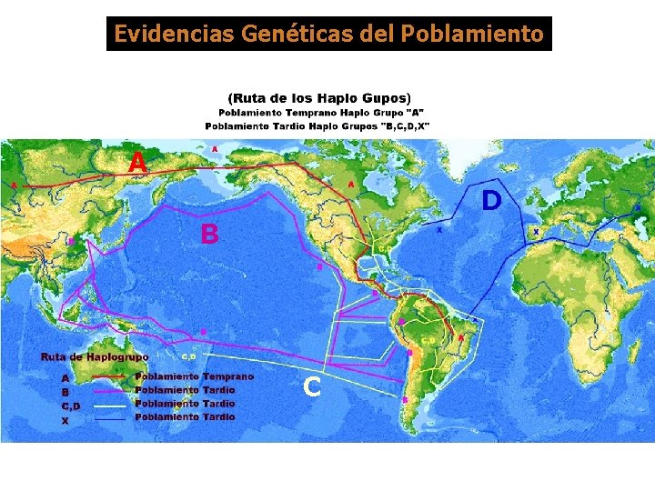 Evidencias Genéticas del Poblamiento A D B C 