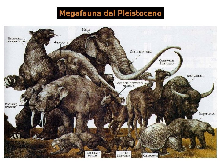 Megafauna del Pleistoceno 