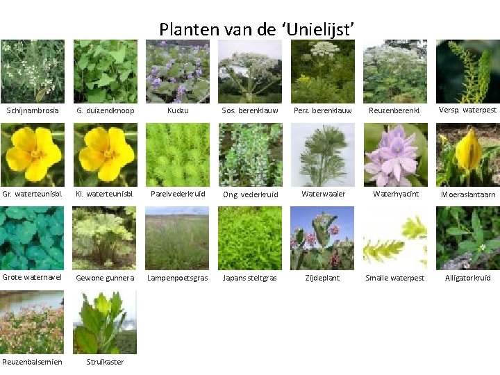Planten van de ‘Unielijst’ Schijnambrosia G. duizendknoop Kudzu Sos. berenklauw Perz. berenklauw Reuzenberenkl. Versp.