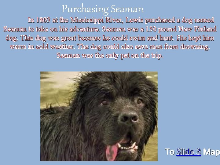 Purchasing Seaman In 1803 at the Mississippi River, Lewis purchased a dog named Seaman