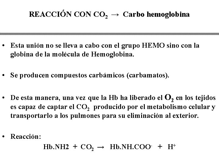 REACCIÓN CO 2 → Carbo hemoglobina • Esta unión no se lleva a cabo