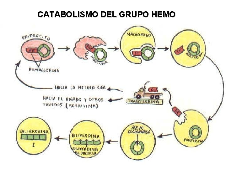 CATABOLISMO DEL GRUPO HEMO 