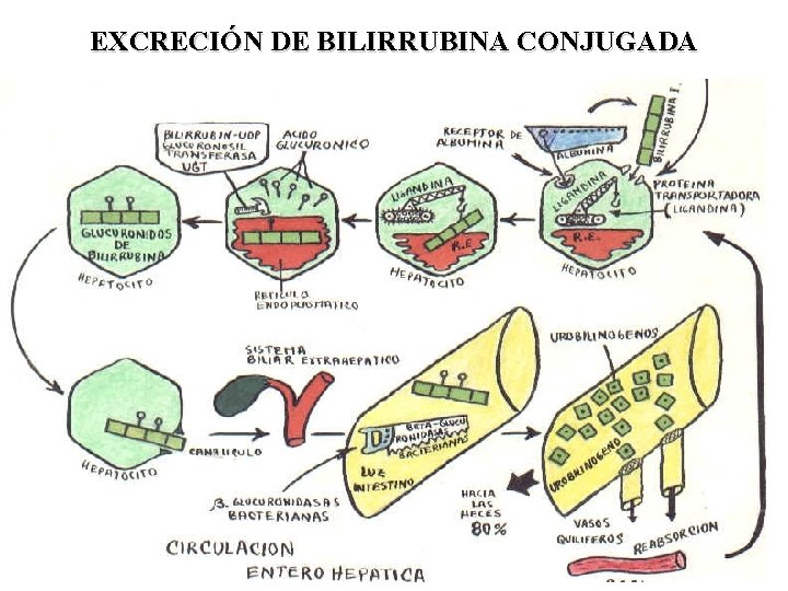 EXCRECIÓN DE BILIRRUBINA CONJUGADA 