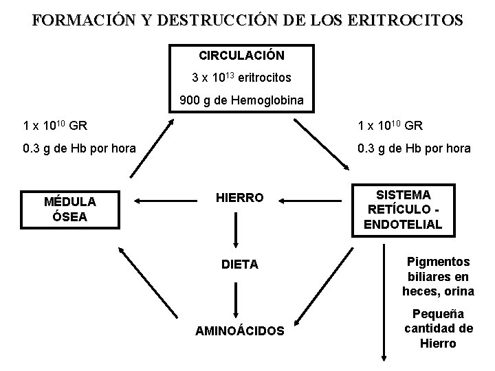 FORMACIÓN Y DESTRUCCIÓN DE LOS ERITROCITOS CIRCULACIÓN 3 x 1013 eritrocitos 900 g de