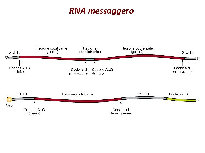 RNA messaggero 