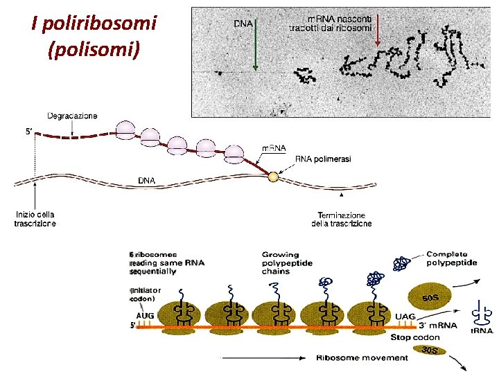 I poliribosomi (polisomi) 