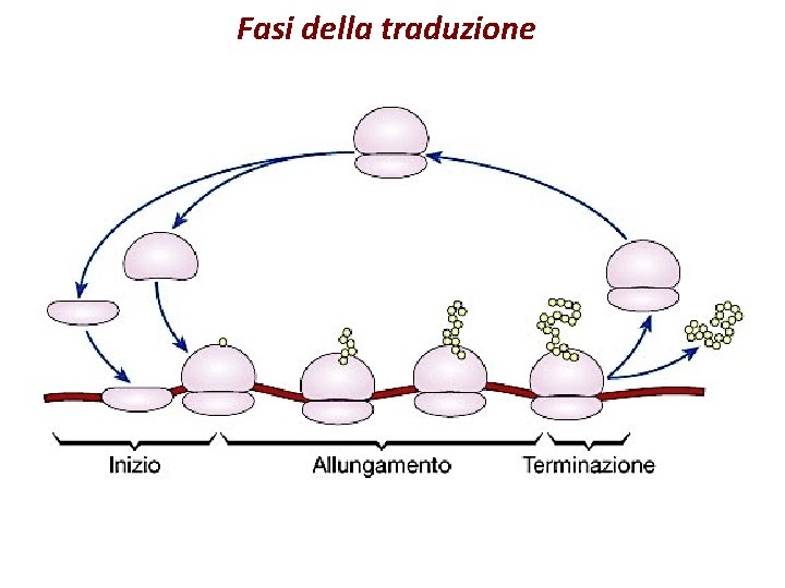 Fasi della traduzione 