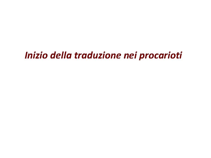 Inizio della traduzione nei procarioti 