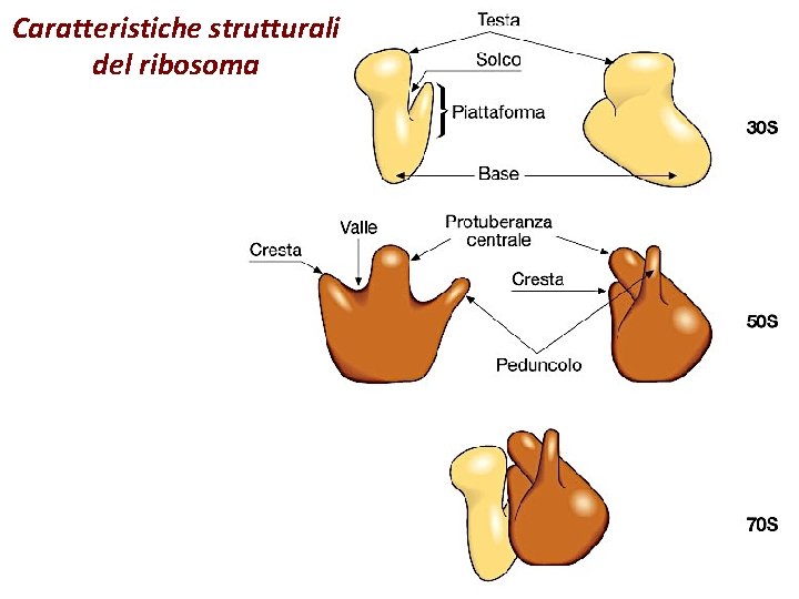 Caratteristiche strutturali del ribosoma 