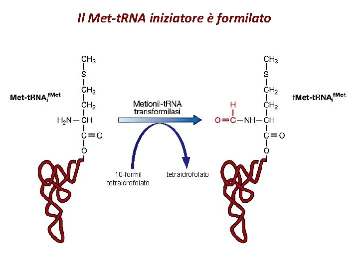 Il Met-t. RNA iniziatore è formilato 10 -formil tetraidrofolato 