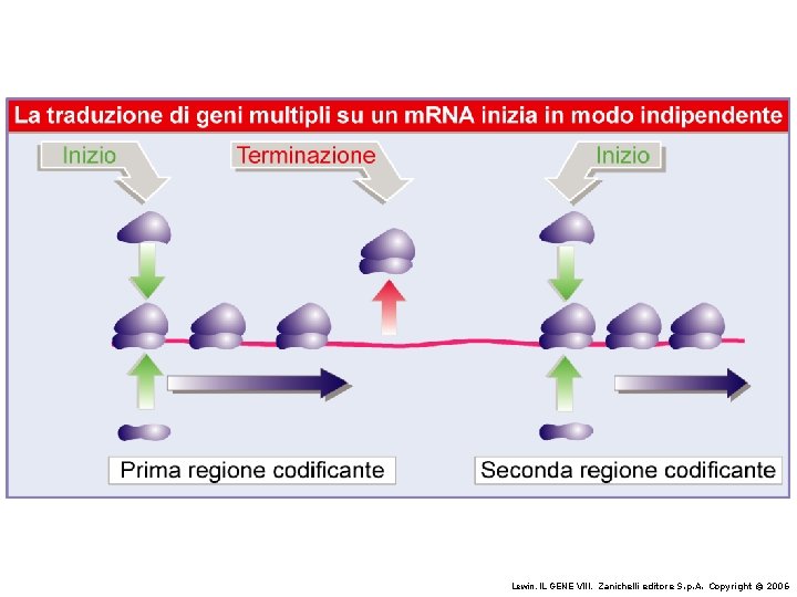 Lewin, IL GENE VIII, Zanichelli editore S. p. A. Copyright © 2006 