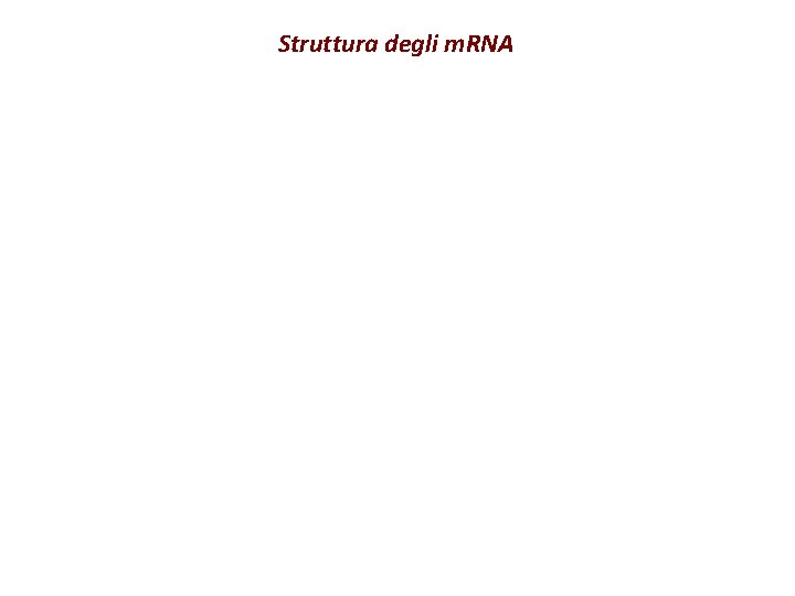 Struttura degli m. RNA 