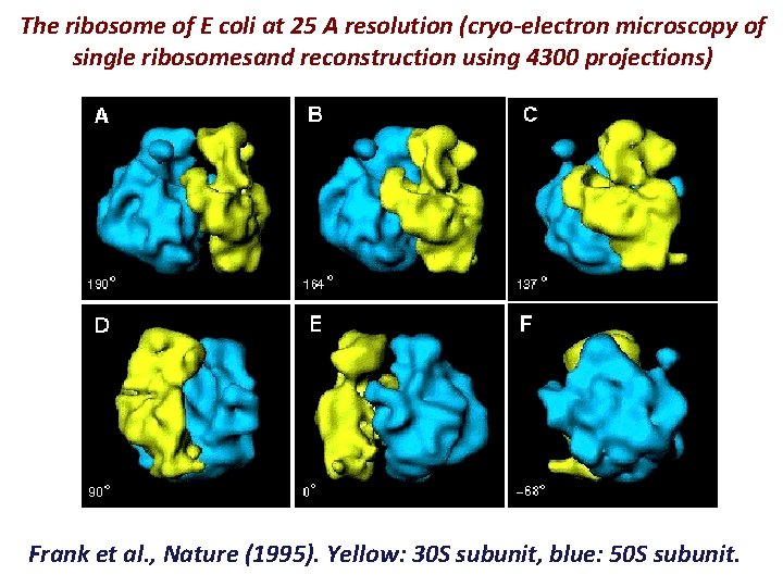 The ribosome of E coli at 25 A resolution (cryo-electron microscopy of single ribosomesand