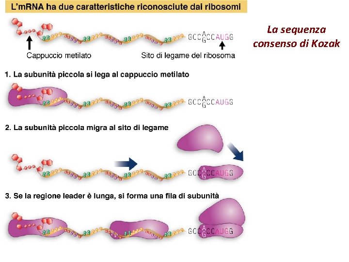 La sequenza consenso di Kozak 