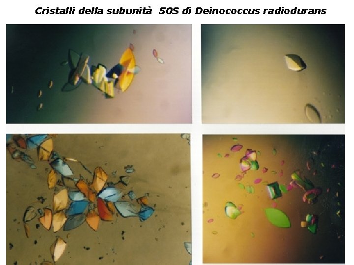 Cristalli della subunità 50 S di Deinococcus radiodurans 